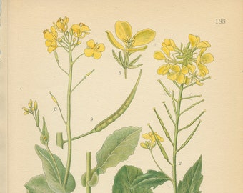 CHARLOCK MUSTARD  (Sinapis Arvensis) Antique Book Plate 188 CAM Lindman  Bilder ur Nordens Flora 1926
