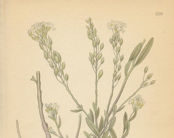 HOARY ALYSSUM (Berteroa Incana)   Plate 209 Wildflower Illustration Antique Book  Lindman  Bilder ur Nordens Flora 1926