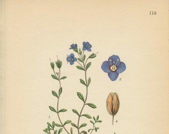 ROCK SPEEDWELL (Veronica Fruiticans)   Antique Botanical Book Plate116 Bilder ur Nordens Flora  Lindman 1926