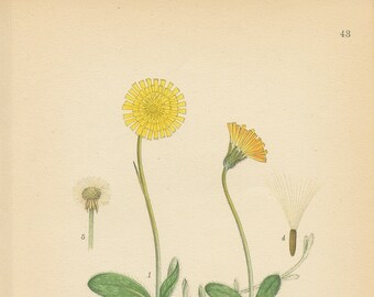 MOUSE EAR HAWKWEED (Hieracium Filosella) Plate 43 Lindman Bilder Ur Nordens 1926 Botanical Print