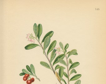 BEARBERRY/KINNIKINNICK (Arctosthapylos Uva-Ursi) Antique Book Plate 145 CAM  Lindman  Bilder ur Nordens Flora 1926