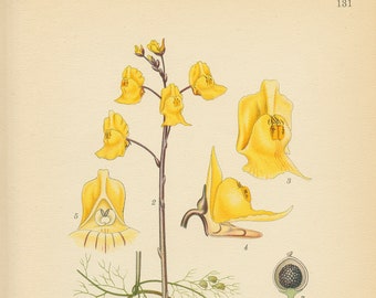 BLADDERWORT (Utricularia Major)  Antique Book Plate 131 CAM  Lindman  Bilder ur Nordens Flora 1926