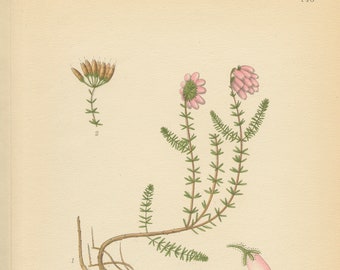 CROSS LEAVED HEATH (Erica Tetralix)  Antique Book Plate 146 Bilder ur Nordens Flora 1926