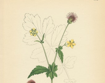 WOOD AVENS (Geum Urbanum) Antique Botanical Book Plate 303Bilder ur Nordens Flora  Lindman 1926