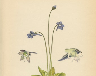 COMMON BUTTERWORT (Pinguicula Vulgaris)  Antique Book Plate 130 CAM Lindman  Bilder ur Nordens Flora 1926