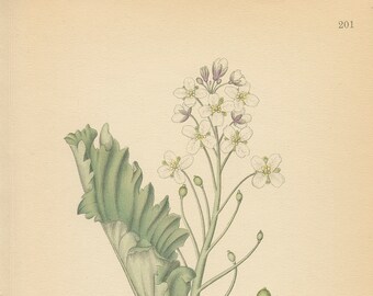 SEA KALE (Crambe Maritima) Antique Botanical Book Plate 201 Bilder ur Nordens Flora CAM Lindman 1926