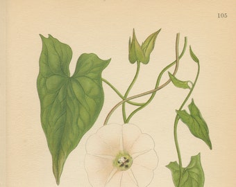 HEDGE BINDWEED (Convolvulus Sepium)   Antique Botanical Book Plate 105  Bilder ur Nordens Flora CAM Lindman 1926