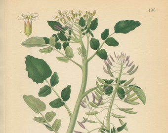 WATERCRESS ( Radicula Nasturtium Aquaticum) Antique Book Plate 198  Lindman  Bilder ur Nordens Flora 1926