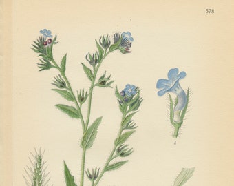 WILD (Small) BUGLOSS ( Lycopsis Arvensis)  Plate 578 Lindman  Bilder ur Nordens Flora 1926