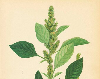 REDROOT PIGWEED/Green Amaranth (Amaranthus Retroflexus)1909 Weeds of Canada Botanical Weed Illustration Book Plate  16