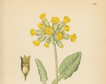 COWSLIP PRIMROSE (Primula Veris) Antique Book Plate 136 Medicinal Plant CAM Lindman  Bilder ur Nordens Flora 1926