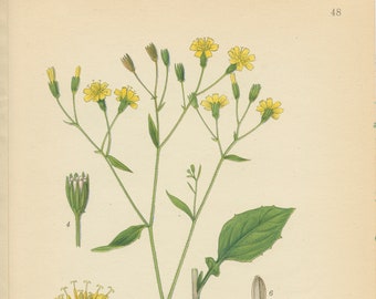 NIPPLEWORT (Lapsana Communis) Antique Book Plate  48 CAM Lindman  Bilder ur Nordens Flora 1926