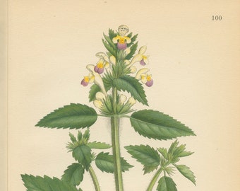 Large Flowered Hemp Nettle ( Galeopsis Speciosa) Antique Botanical Book Plate 100  Bilder ur Nordens Flora  Lindman 1926