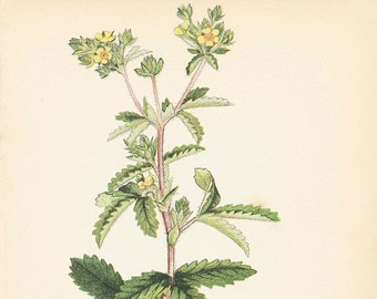 UPRIGHT/ROUGH CINQUEFOIL (Potentilla Monspeliensis) 1909 Weeds of Canada Botanical Weed Illustration Book Plate 39