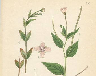 Broad-Leaved WILLOW HERB (Epilobium Montanum,)  Antique Botanical Book Plate 335 Bilder ur Nordens Flora CAM Lindman 1926