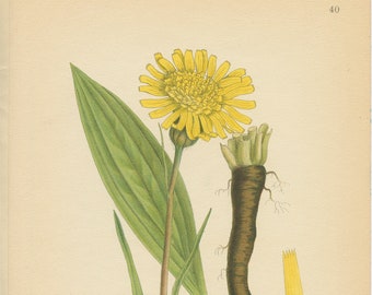 VIPERS GRASS (Scorzonera Humilis)  Antique  Botanical Book Plate 40  Bilder ur Nordens Flora Lindman 1926