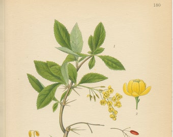 BARBERRY (Berberis Vulgaris) Antique Book Plate 180 Medicinal Plant CAM Lindman  Bilder ur Nordens Flora 1926