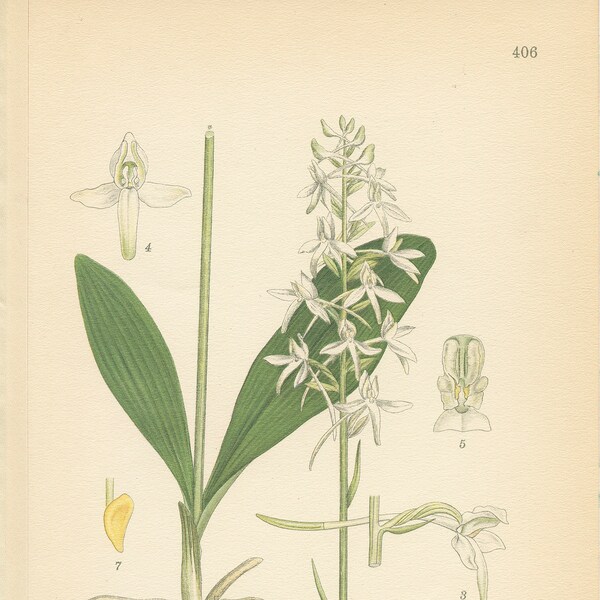 LESSER BUTTERFLY ORCHID  (Platanthera Bifolia)  Antique Book Plate 406  Lindman  Bilder ur Nordens Flora 1926