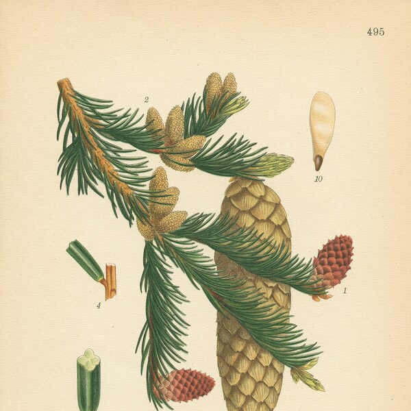 NORWAY SPRUCE (Picea Abies L.)  Antique Book Plate 495 CAM Lindman  Bilder ur Nordens Flora 1926