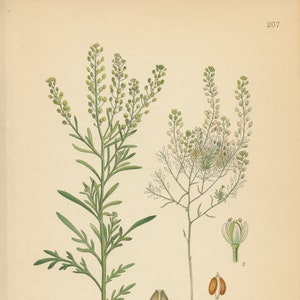 ROADSIDE PEPPERWEED Lepidium Ruderale Wildflower Illustration Antique Book Plate 207 Lindman Bilder ur Nordens Flora 1926 image 1