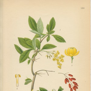 BARBERRY Berberis Vulgaris Antique Book Plate 180 Medicinal Plant CAM Lindman Bilder ur Nordens Flora 1926 image 1