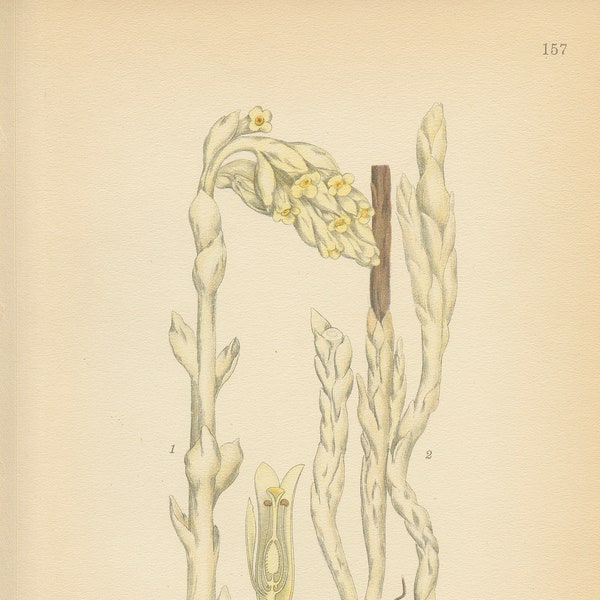 DUTCHMAN'S PIPE (Monotropa Hypopitys L.)  Antique Book Plate 157 CAM Lindman  Bilder ur Nordens Flora 1926