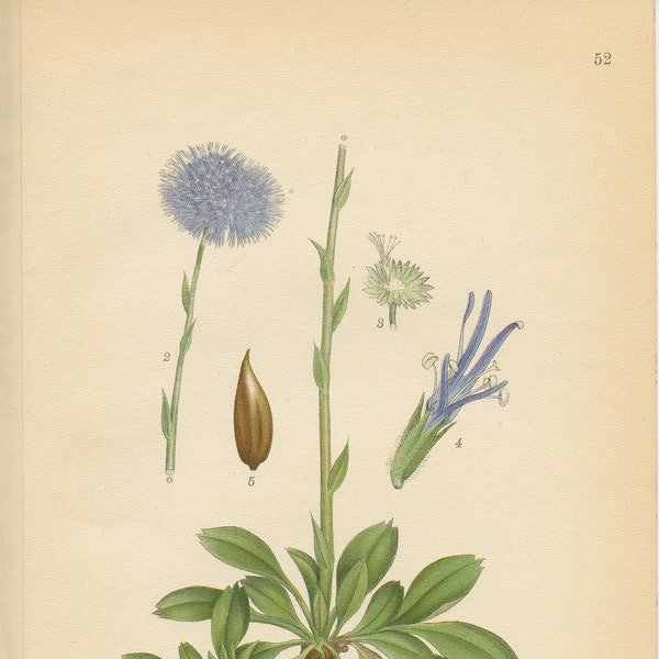 Common GLOBE FLOWER (Globularia Vulgaris L.)  Antique Botanical Book Plate 52 Bilder ur Nordens Flora CAM Lindman 1926