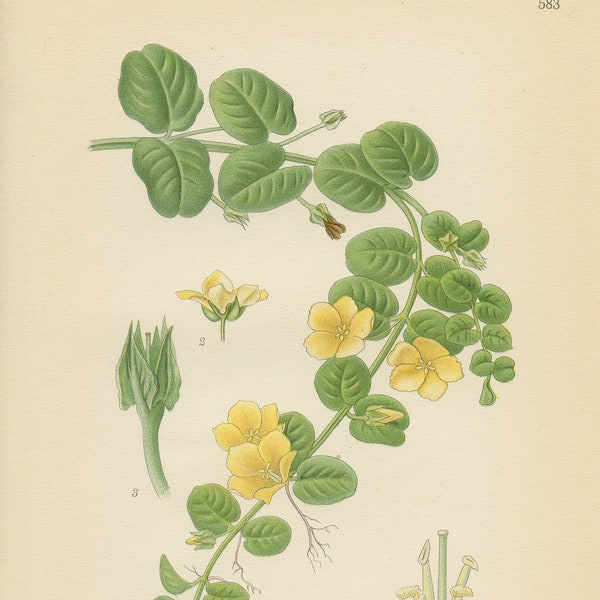 CREEPING JENNY (Lysimachia Nummularia L.)   Antique Botanical Book   Plate 583   Bilder ur Nordens Flora CAM Lindman 1926