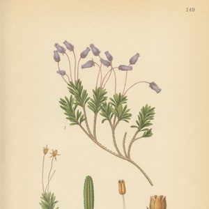 BRYANTHUS COERULEUS Antique Book Plate 149 CAM Lindman Bilder ur Nordens Flora 1926 image 1