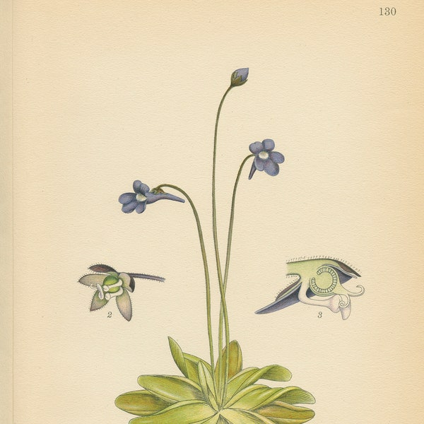 COMMON BUTTERWORT (Pinguicula Vulgaris)  Antique Book Plate 130 CAM Lindman  Bilder ur Nordens Flora 1926