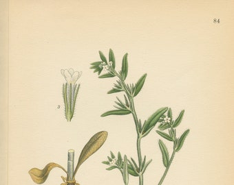 CORN GROMWELL (Lithospermum Arvense)   Antique Botanical Book Plate 84 Bilder ur Nordens Flora  Lindman 1926