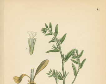 CORN GROMWELL (Lithospermum Arvense) Antique Botanical Book Plate 84 Bilder ur Nordens Flora  Lindman 1926