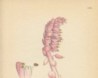 COMMON TOOTHWORT (Lathraea Squamaria) Plate 125 Lindman Antique Botanical Book Page 1926