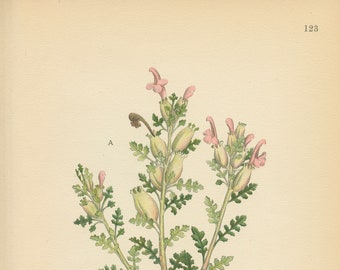 COMMON LOUSEWORT (Pedicularis Silvatica)  Antique Book Plate 123 CAM Lindman  Bilder ur Nordens Flora 1926