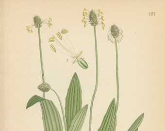 RIB WORT PLANTAIN (Plantago Lanceolata)  Antique Botanical Book Plate 127 Bilder ur Nordens Flora  Lindman 1926