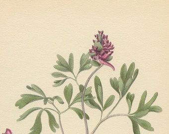 CORYDALIS INTERMEDIA (Medicinal Plant) Antique Botanical Book Plate 186 Bilder ur Nordens Flora CAM Lindman 1926