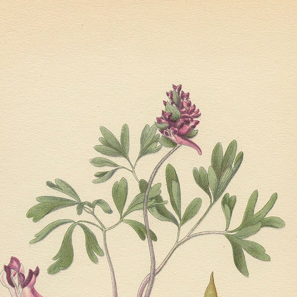 CORYDALIS INTERMEDIA (Medicinal Plant) Antique Botanical Book Plate 186 Bilder ur Nordens Flora CAM Lindman 1926