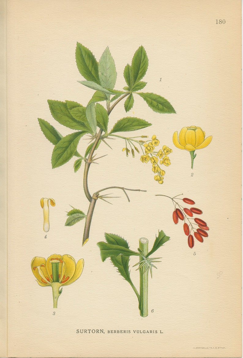 BARBERRY Berberis Vulgaris Antique Book Plate 180 Medicinal Plant CAM Lindman Bilder ur Nordens Flora 1926 image 1
