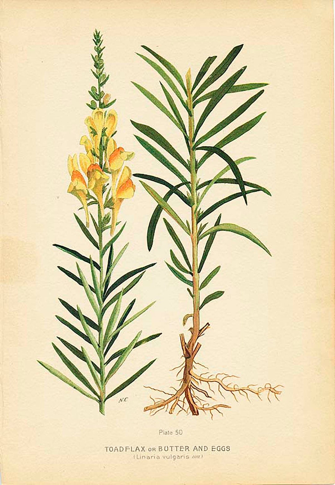 TOAD Flax/butter and Eggs linaria Vulgaris 1909 Weeds of Etsy