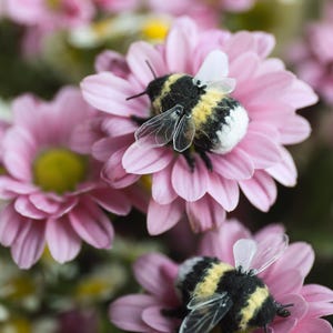 May include: Close-up of two handmade bumblebee figurines resting on pink chrysanthemum flowers. The bees have black and yellow striped bodies, white wings, and are set against a blurred floral background.