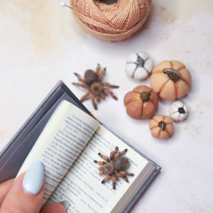 May include: A miniature scene featuring a small open book with text, a brown and orange spider, a ball of tan yarn with pins, and several miniature pumpkins. The pumpkins are various shades of orange, white, and tan.