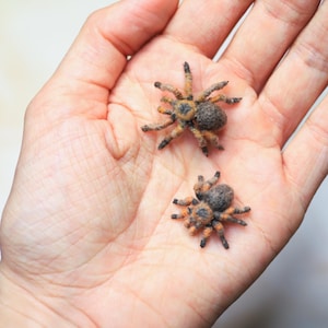 May include: Two small, detailed spider figurines with orange and black markings are displayed in a person's open palm. The spiders have a fuzzy texture and realistic features, suggesting they are handmade crafts or toys.