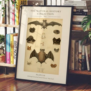 May include: A framed print titled The Natural History Collection Plate VII, featuring detailed vintage-style illustrations of various bats in shades of brown and tan against a cream background, displayed in a thin black frame on a wooden shelf.