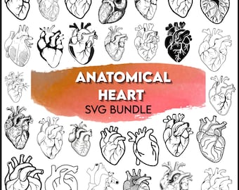 Anatomical Heart SVG Bundle, Medical Cliparts (Digital File Download)