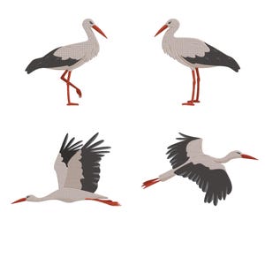 Puede incluir: Cuatro ilustraciones de cigüeñas sobre un fondo blanco. Dos cigüeñas están de pie, una con una pata levantada. Las otras dos cigüeñas están en vuelo. Las cigüeñas tienen cuerpos blancos, alas negras y picos y patas rojas.