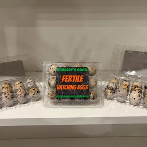 May include: Clear plastic containers holding speckled quail eggs. The center container has a label that reads "Bradley's Quail Fertile Hatching Eggs". The eggs are oval-shaped with brown and black speckles.