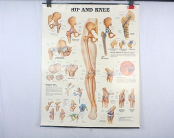 1986 Anatomical Chart Co / Hip and Knee / Wall Decor