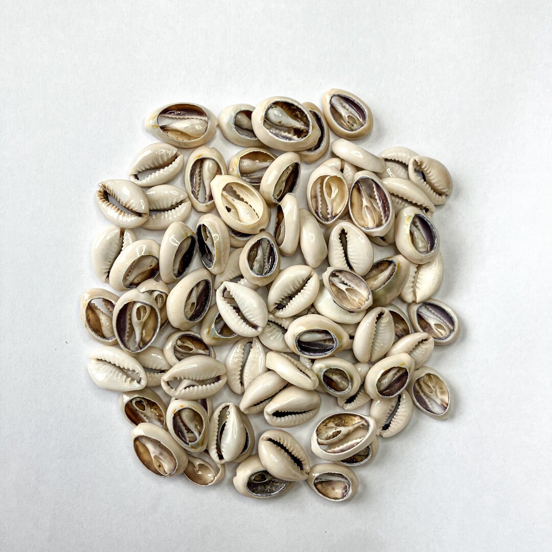 Cowrie Shells – 3 Oz (approx. 60 Pcs) - Etsy