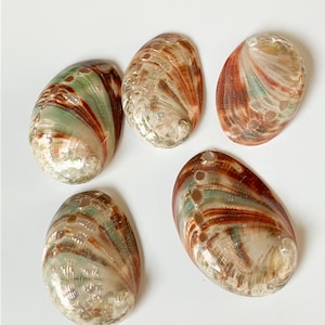 May include: Five iridescent abalone shells with a pearlescent sheen. The shells display a mix of colors, including green, brown, and red, with a textured surface. Each shell has a unique pattern and shape, perfect for crafting or decor.