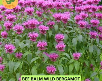 500 WILD BERGAMOT Bee Balm Seeds, Flower Seeds Plant Garden